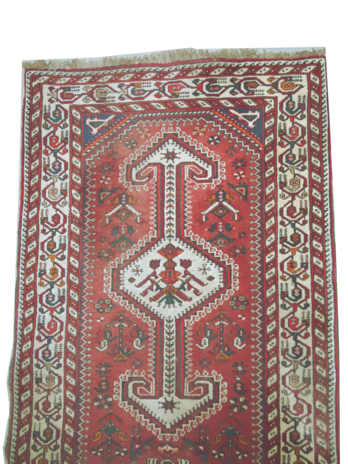 Nasrabad Persian - Image 3