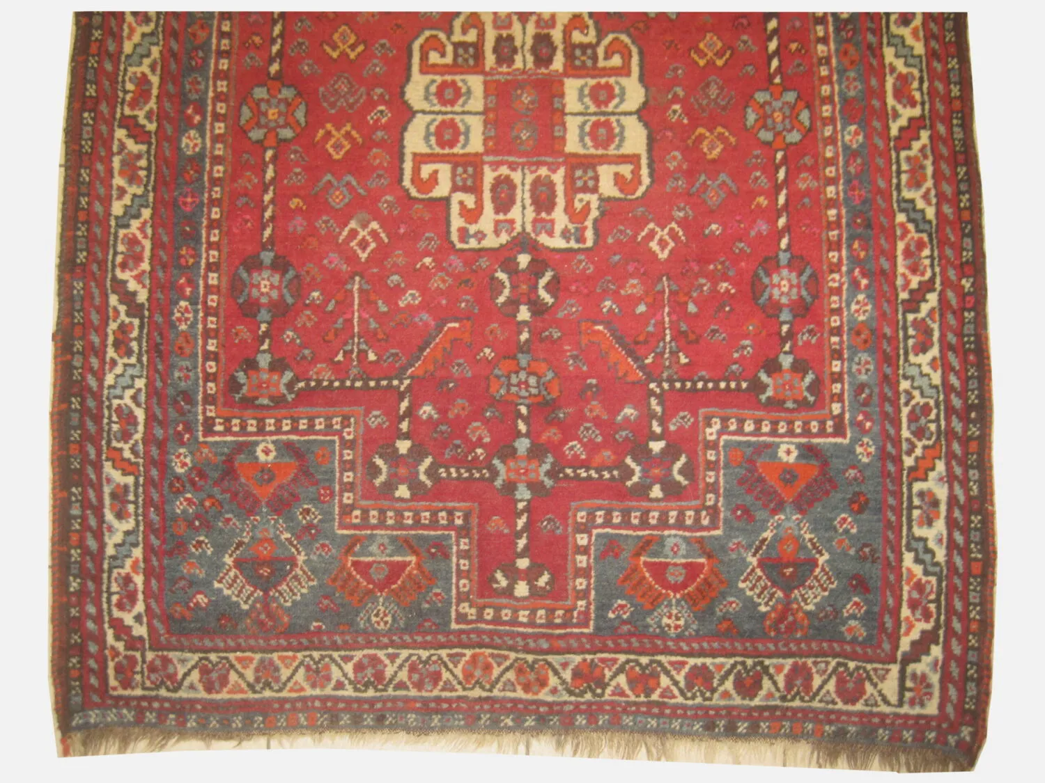 Shiraz Persian - Image 3