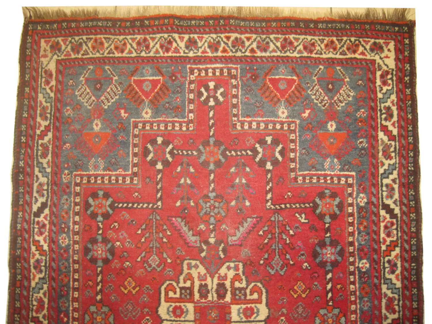 Shiraz Persian - Image 2
