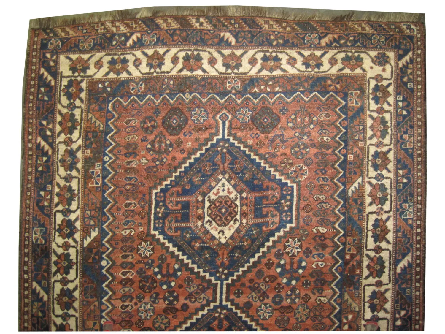 Shiraz Persian - Image 2