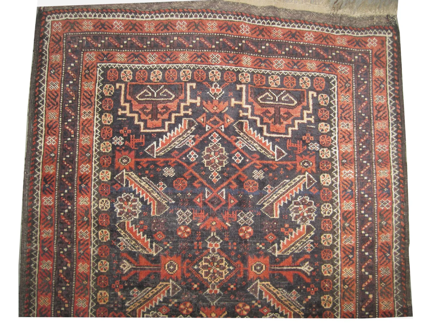 Belutsch Persian - Image 2