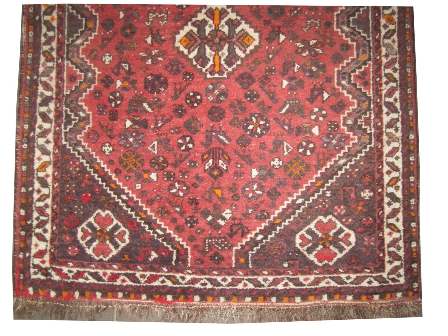 Shiraz Persian - Image 3