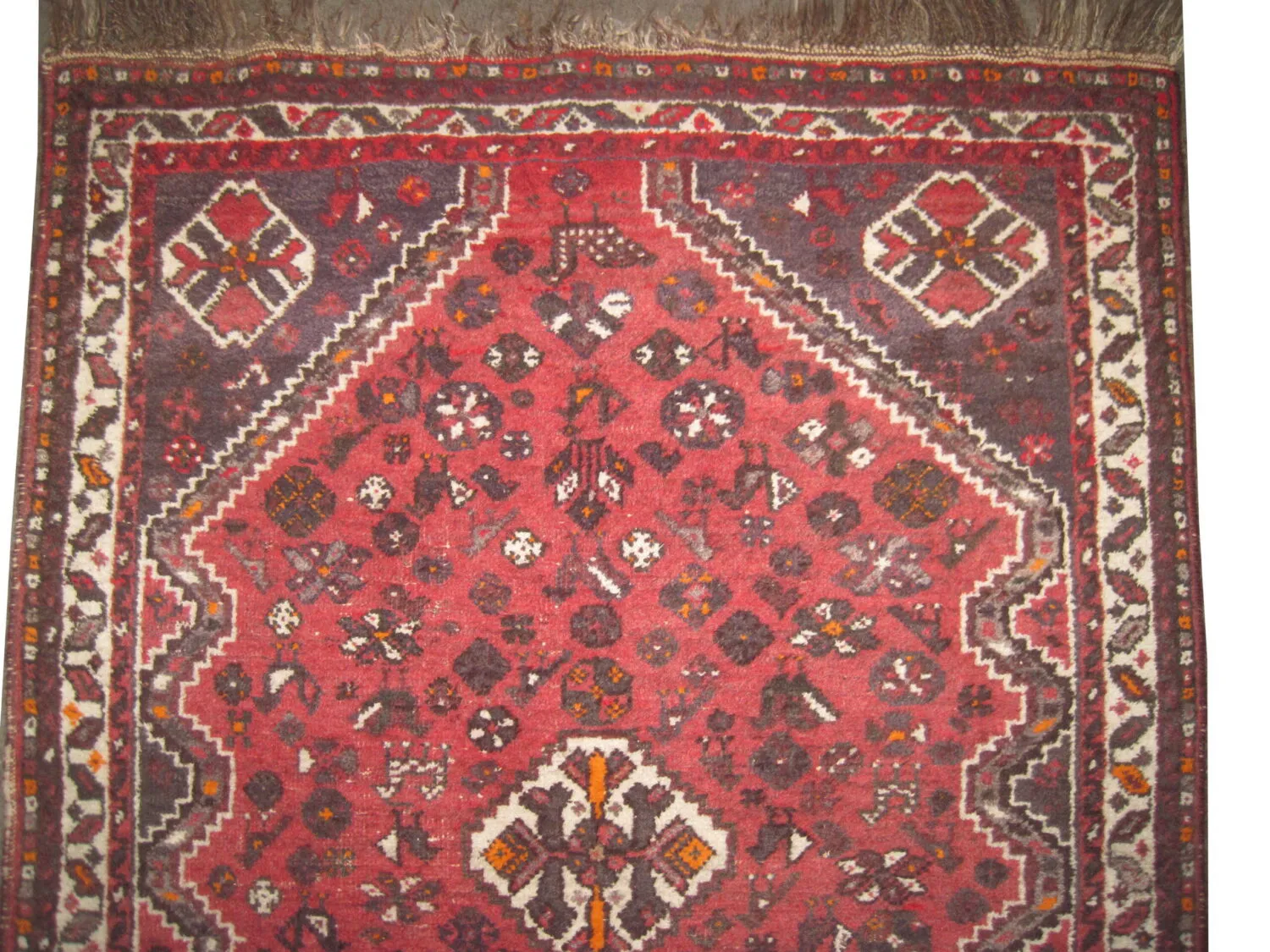 Shiraz Persian - Image 2