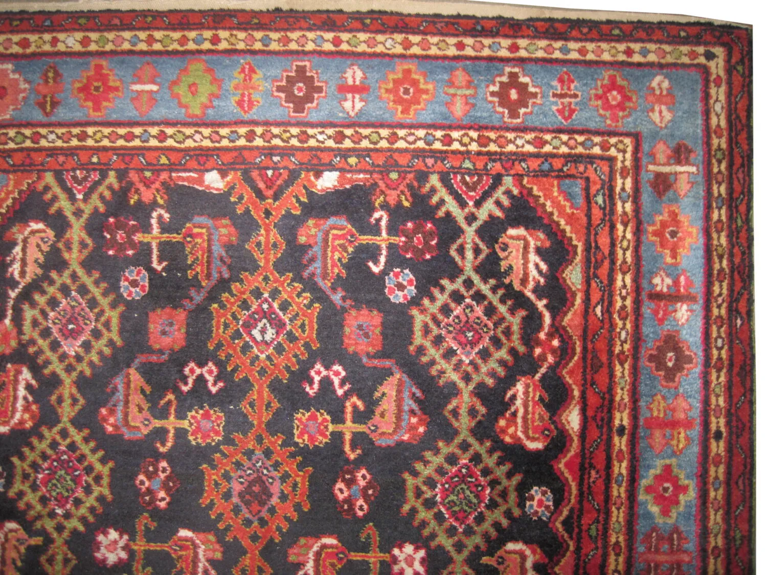 Malaier Persian - Image 2