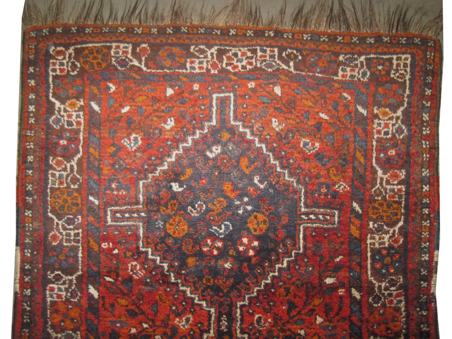 Shiraz Persian - Image 2