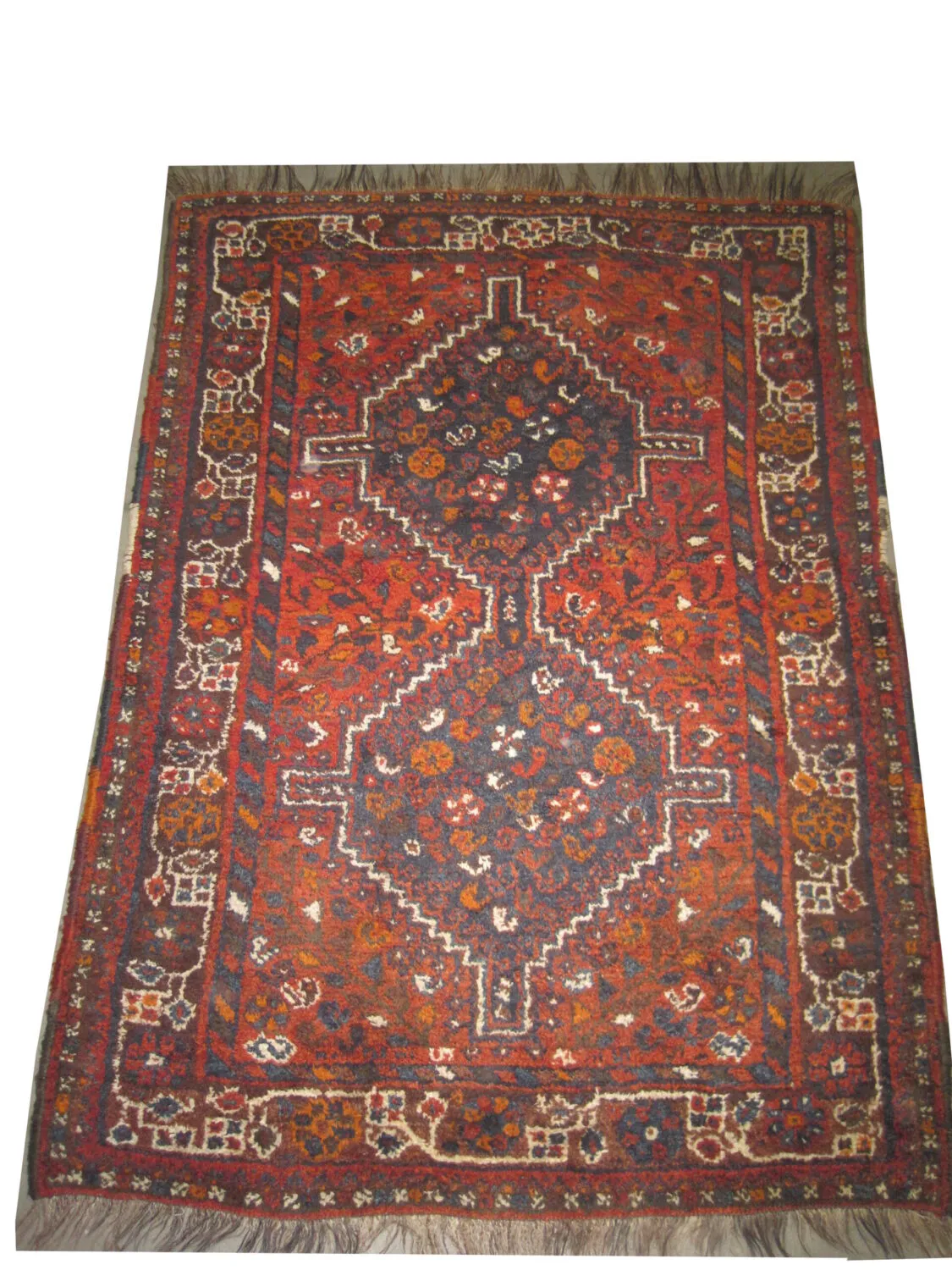 Shiraz Persian - Image 3