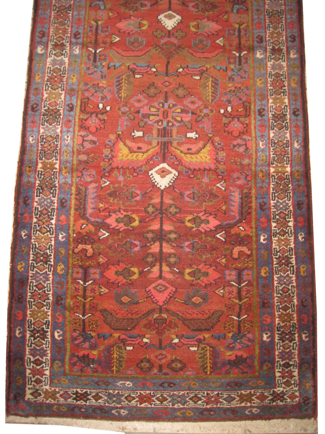 Malaier Persian - Image 3