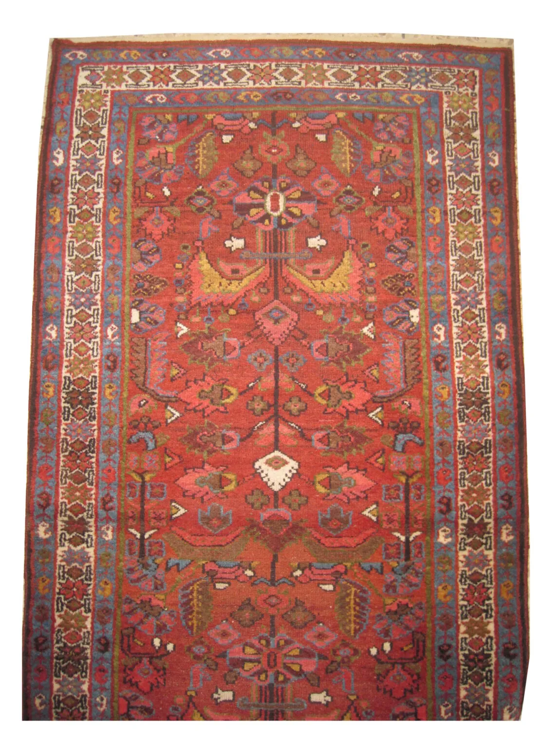 Malaier Persian - Image 2