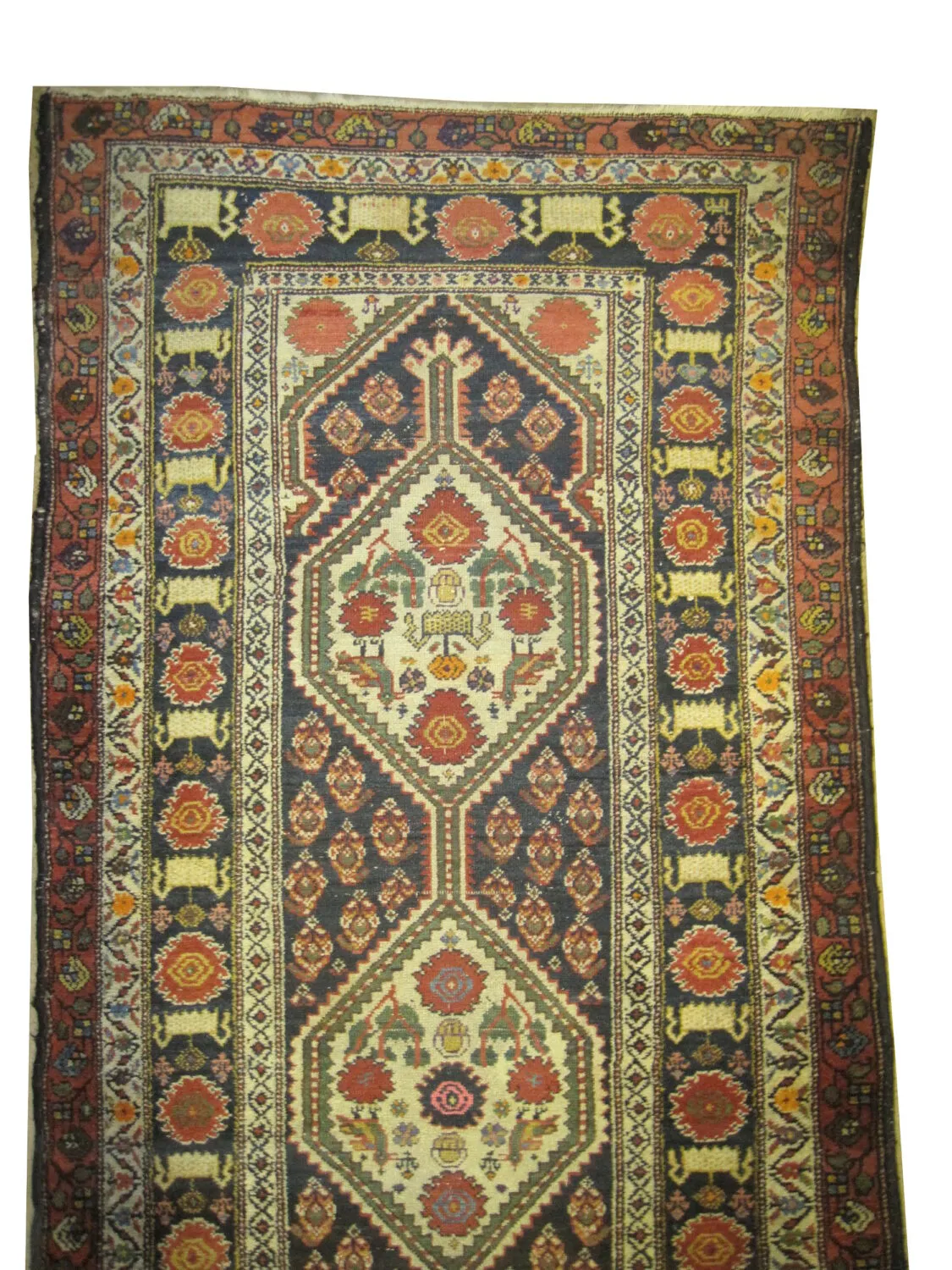 Malaier Persian - Image 2
