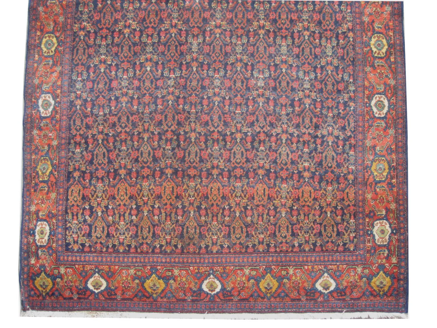 Senneh Persian - Image 3