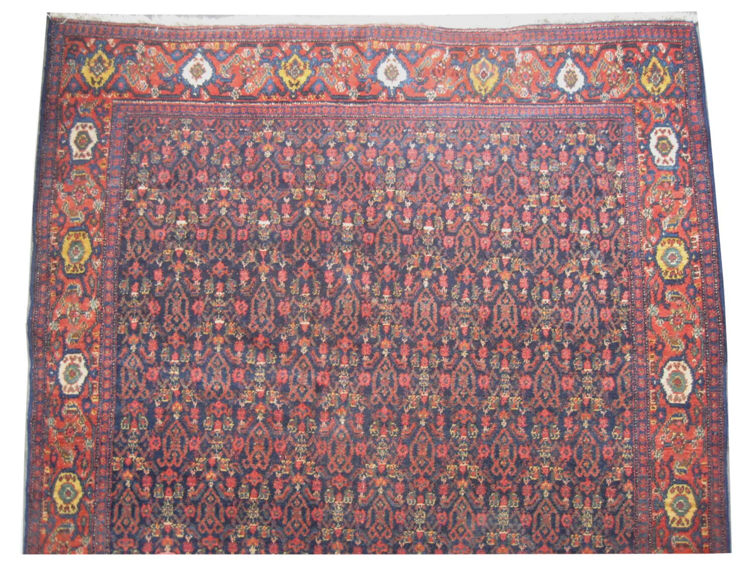 Senneh Persian - Image 2