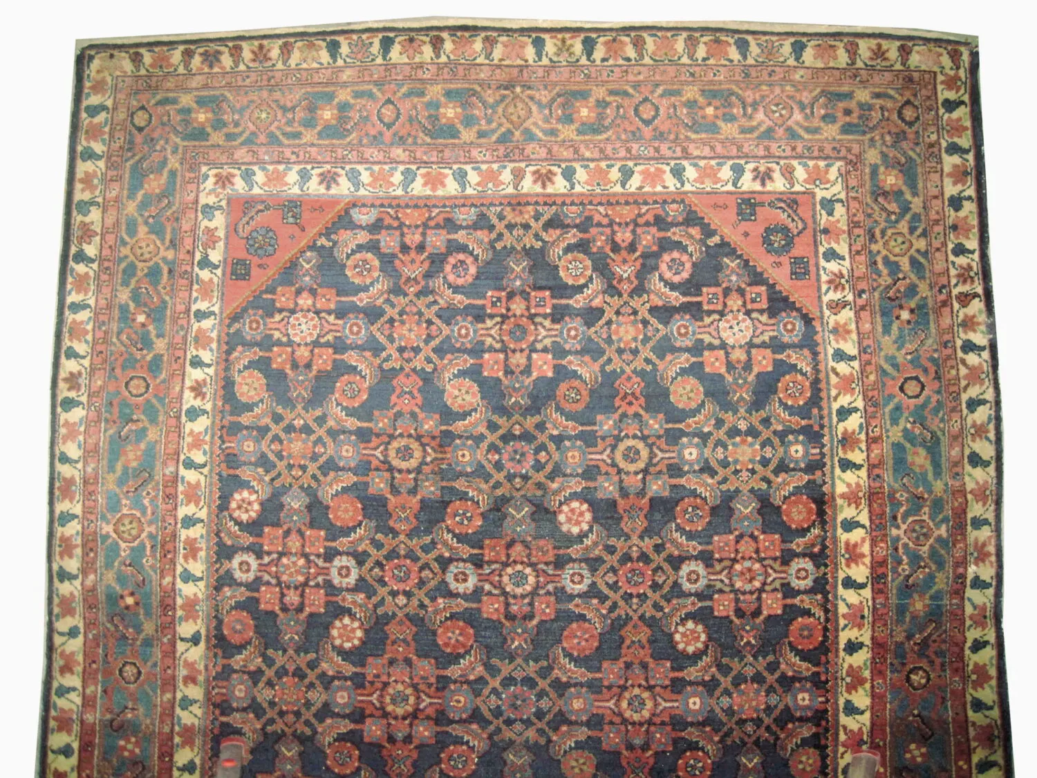 Enjilaz Persian - Image 3