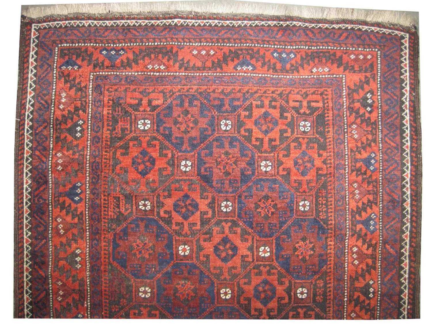 Belutsch Persian - Image 2