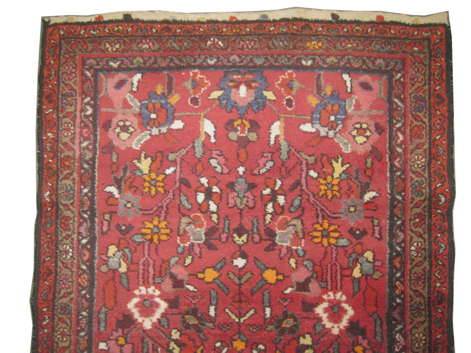 Lilihan Persian - Image 2