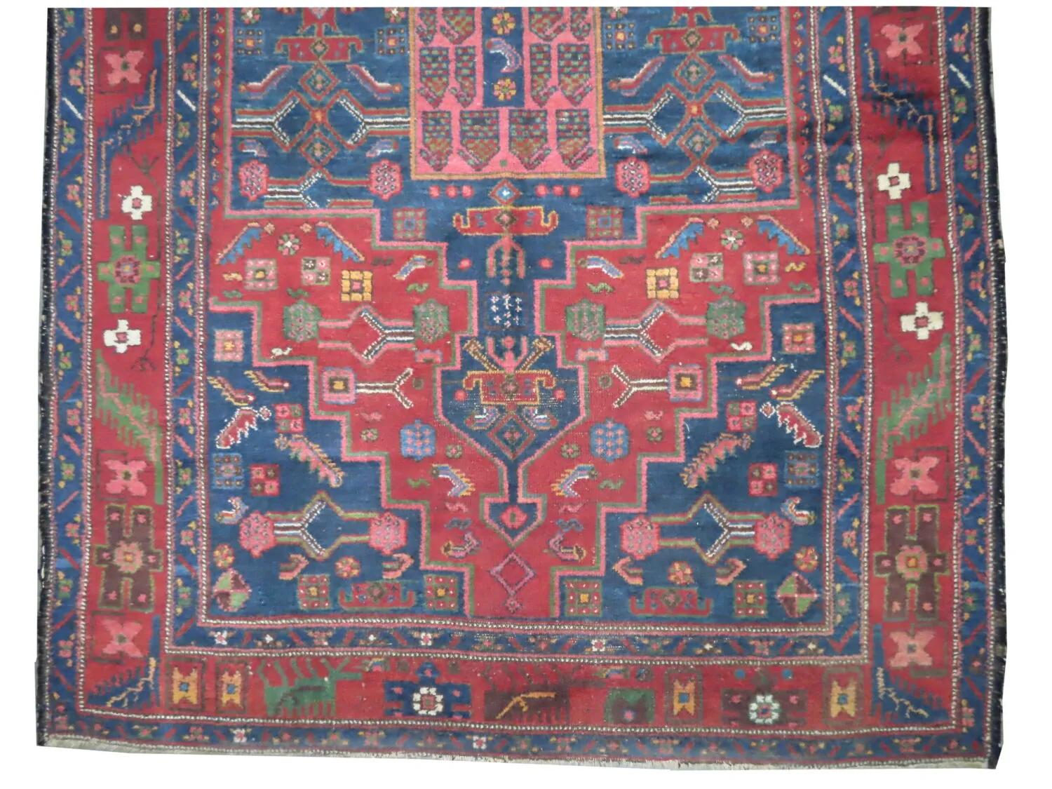 Kalardash Persian - Image 4