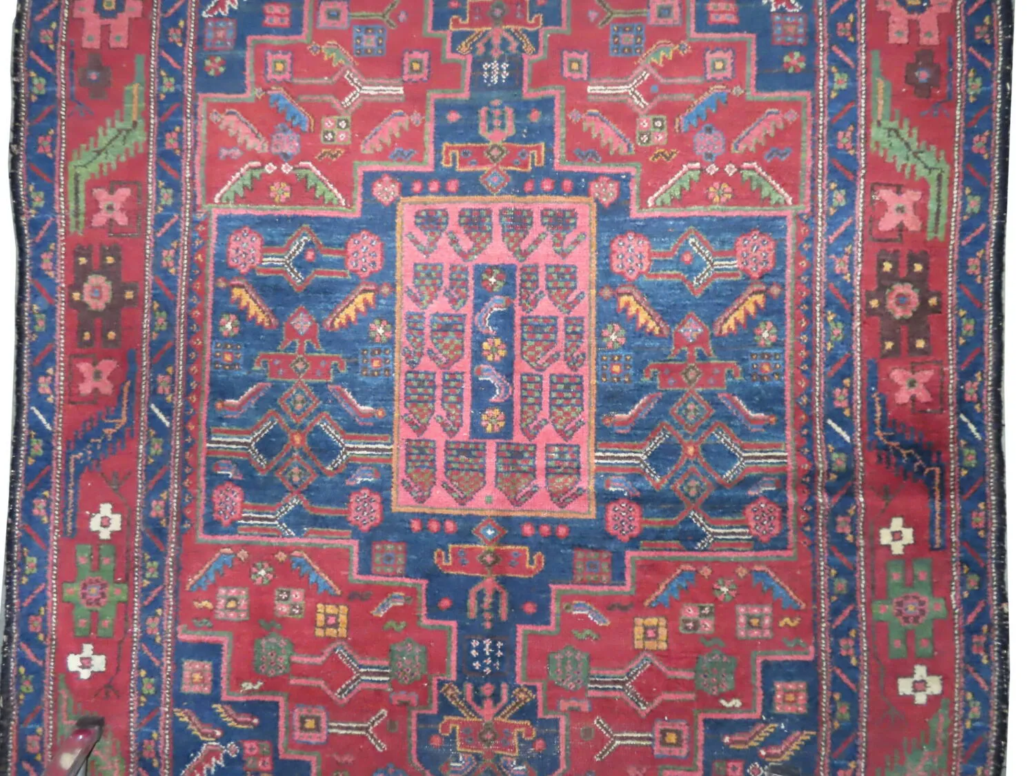 Kalardash Persian - Image 3