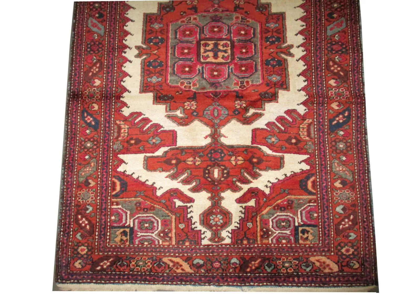 Meshgin Persian - Image 3