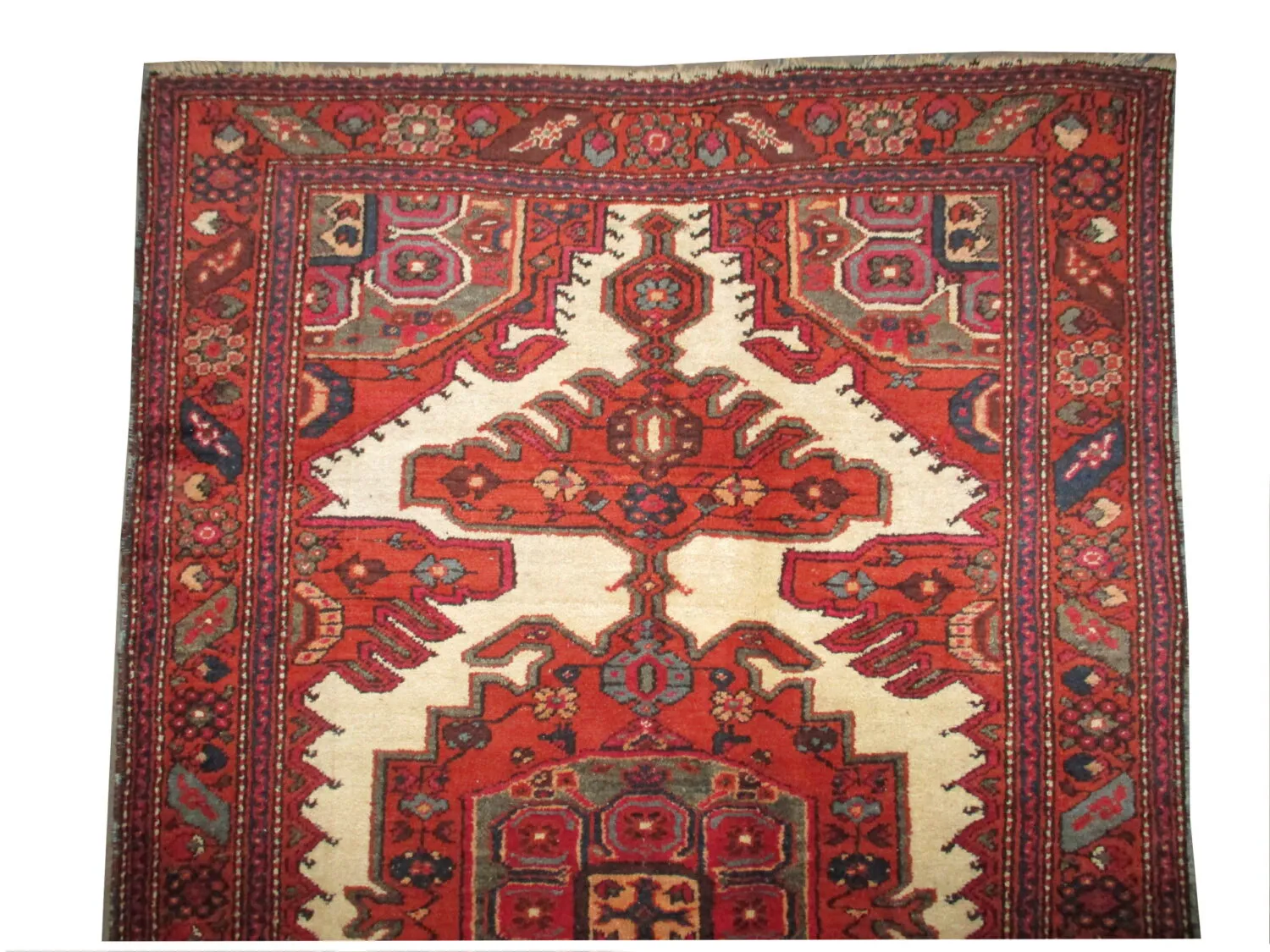 Meshgin Persian - Image 2