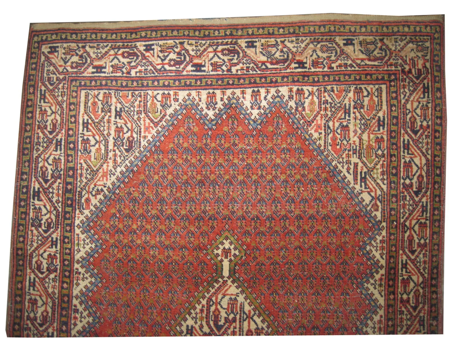Seraband Persian - Image 2