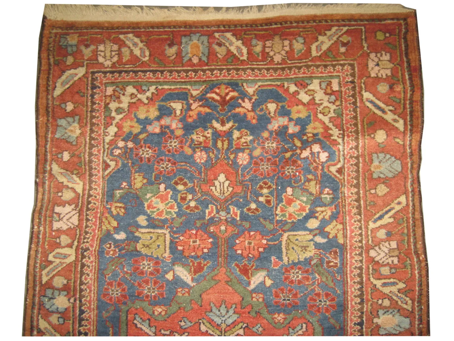 Malaier Persian - Image 3