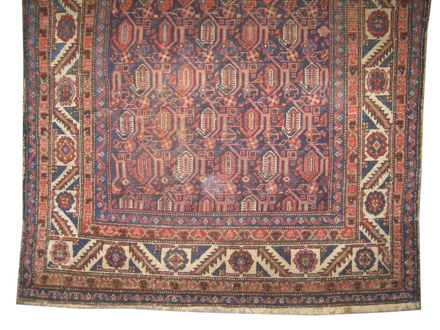 Malaier Persian - Image 2