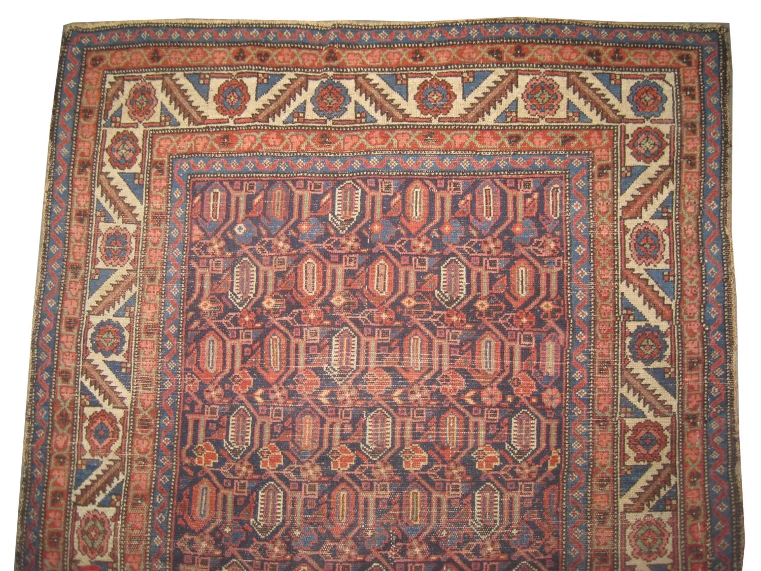 Malaier Persian - Image 3