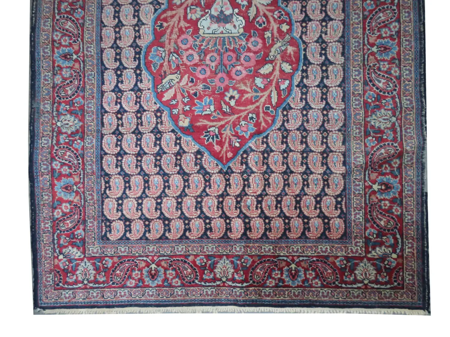 Tabriz Persian - Image 2