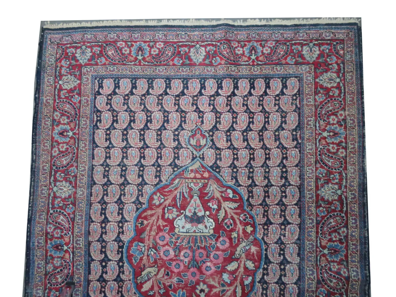 Tabriz Persian - Image 3