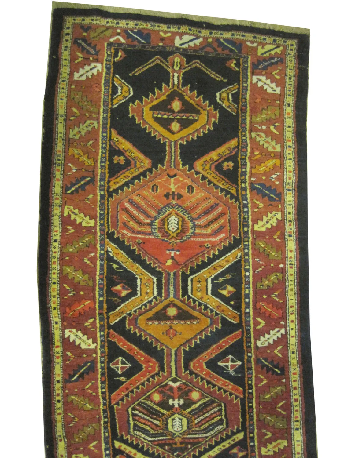 Meshgin Persian - Image 2