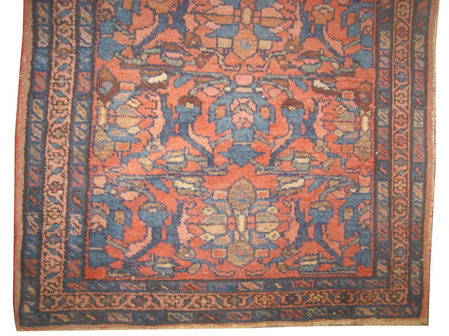 Lilihan Persian - Image 2