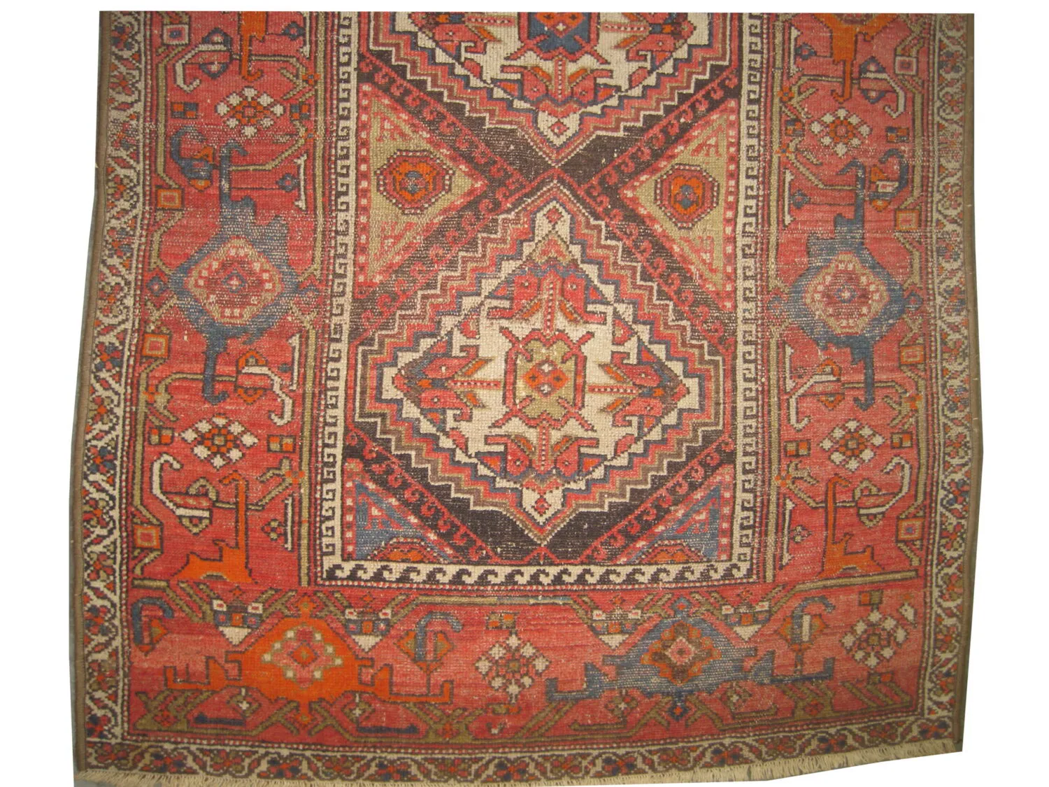Malaier Persian - Image 2