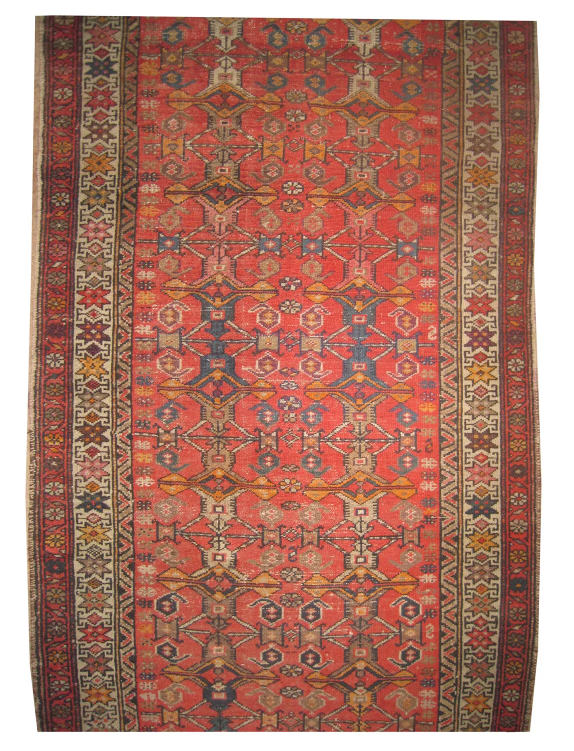 Malaier Persian - Image 2