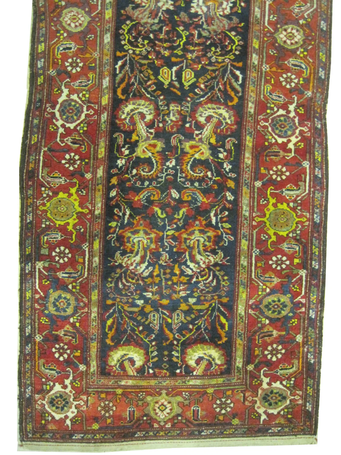Malaier Persian - Image 3