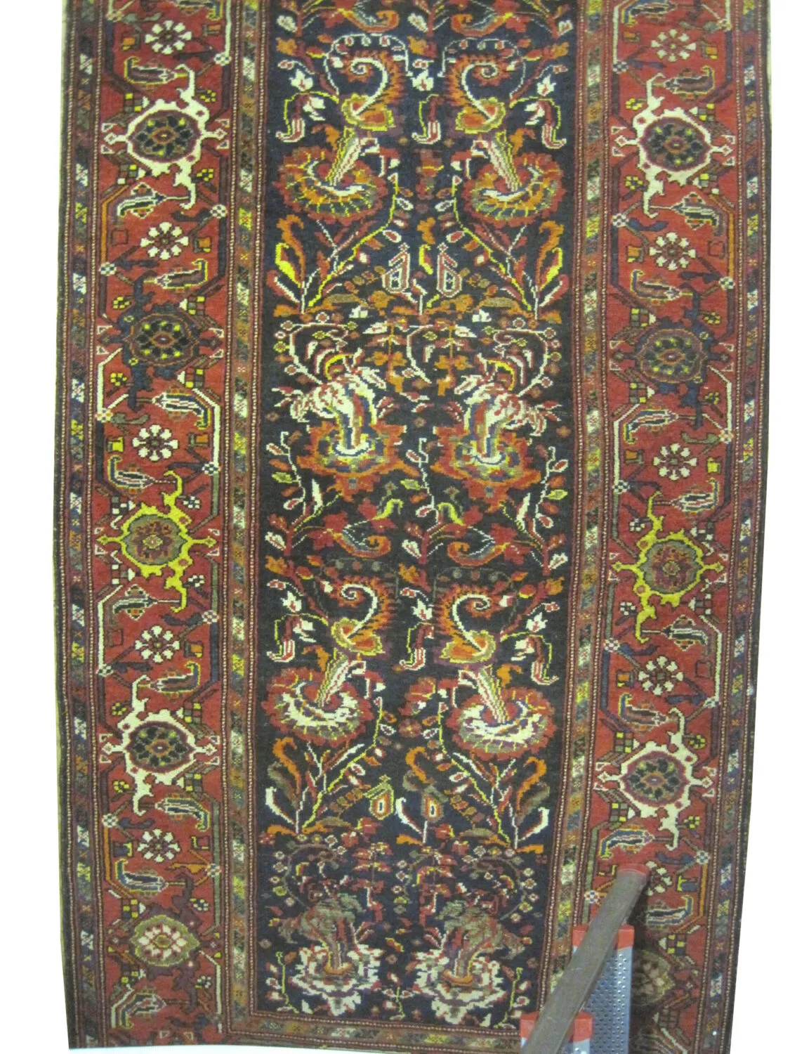 Malaier Persian - Image 2