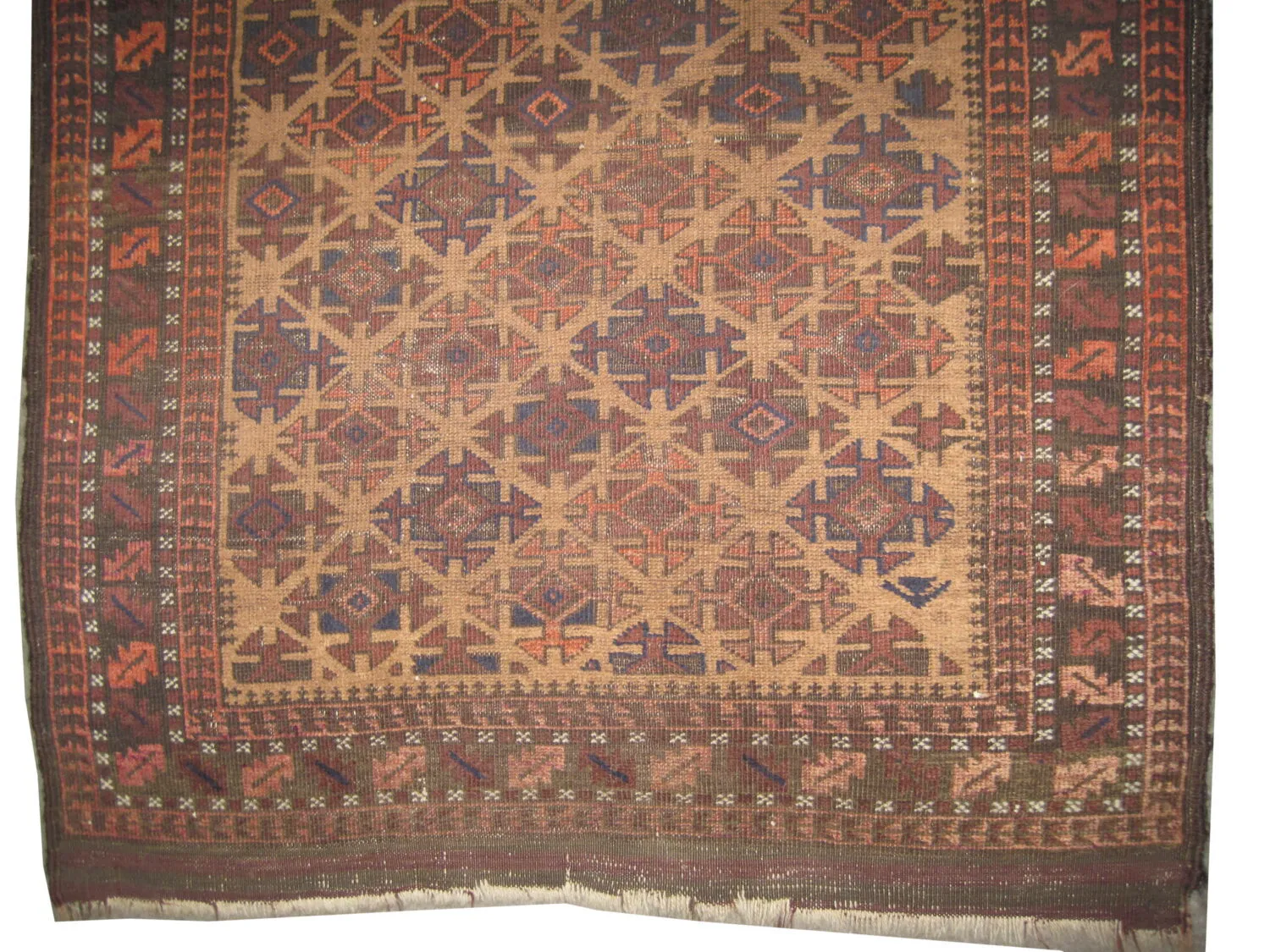 Belutsch Persian - Image 3