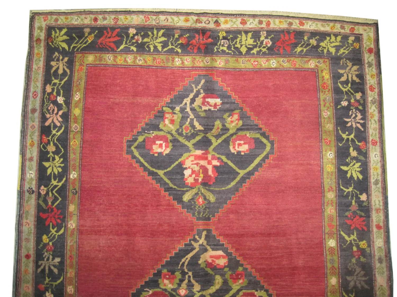 Shusha Caucasian - Image 2