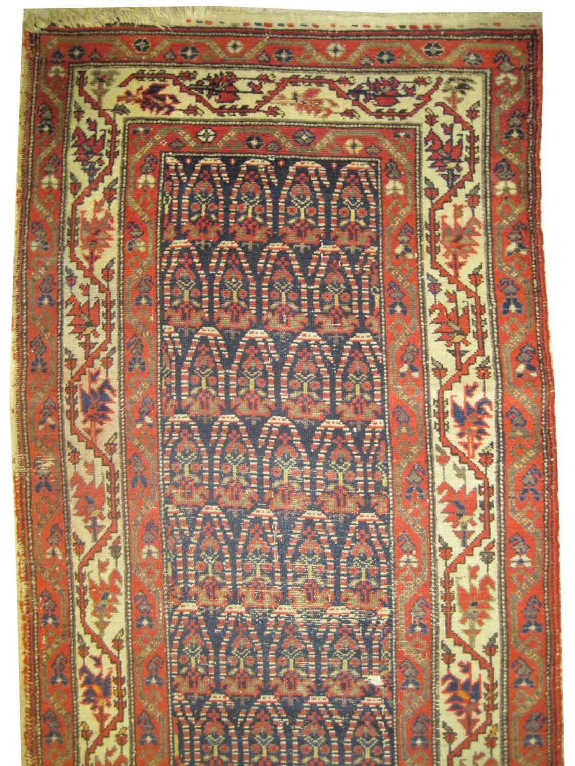 Malaier Persian - Image 2