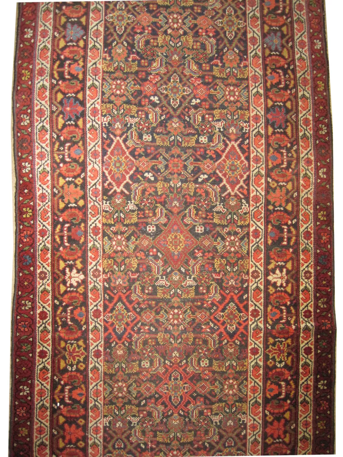Malaier Persian - Image 2