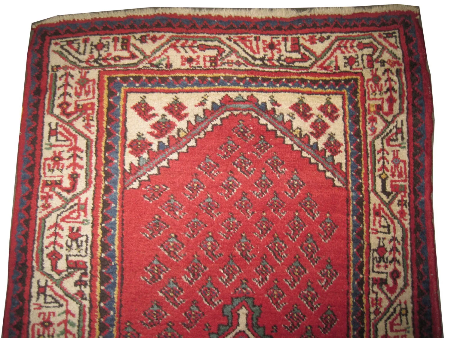 Meshgin Persian - Image 2