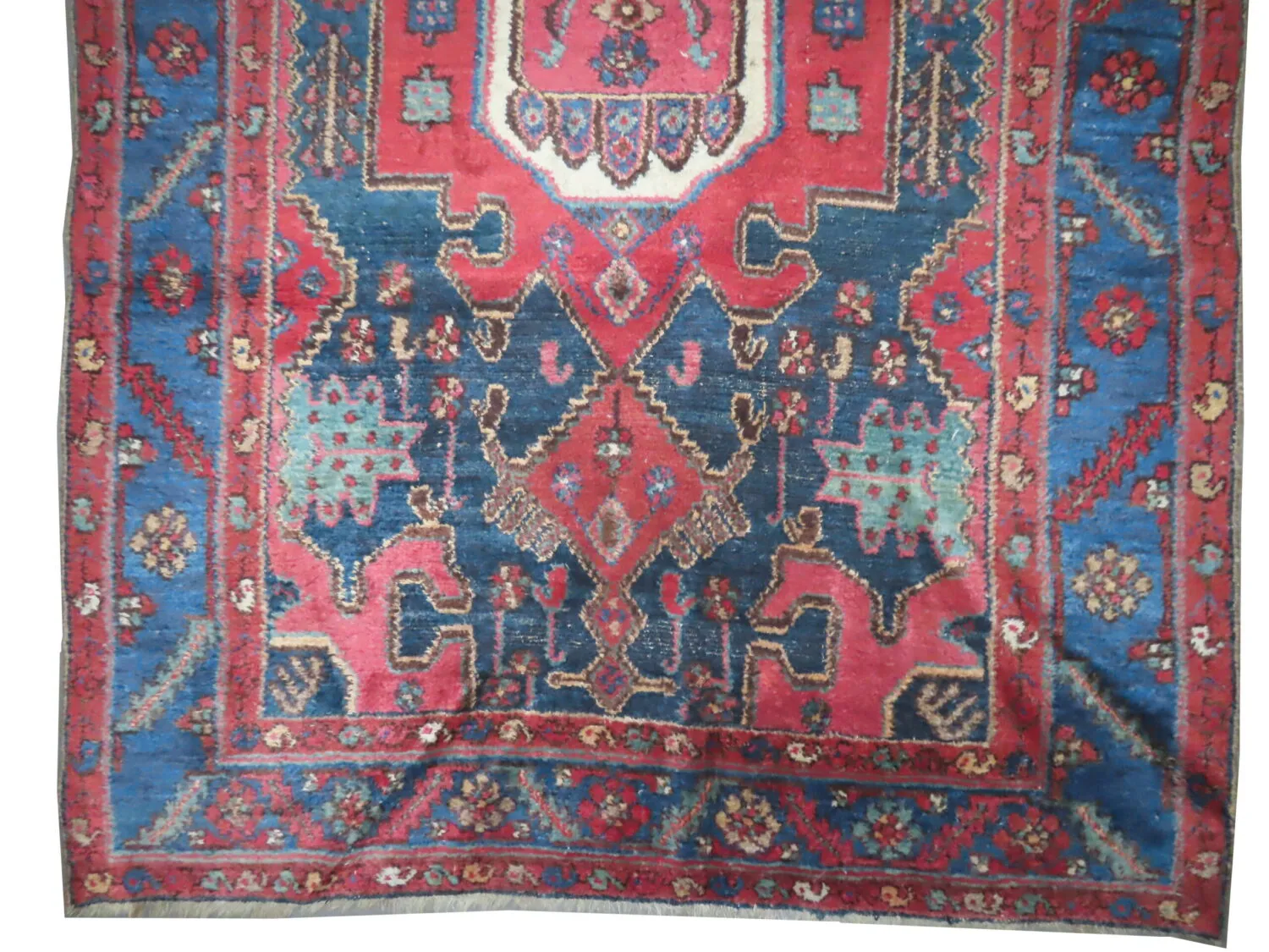 Kalardash Persian - Image 3