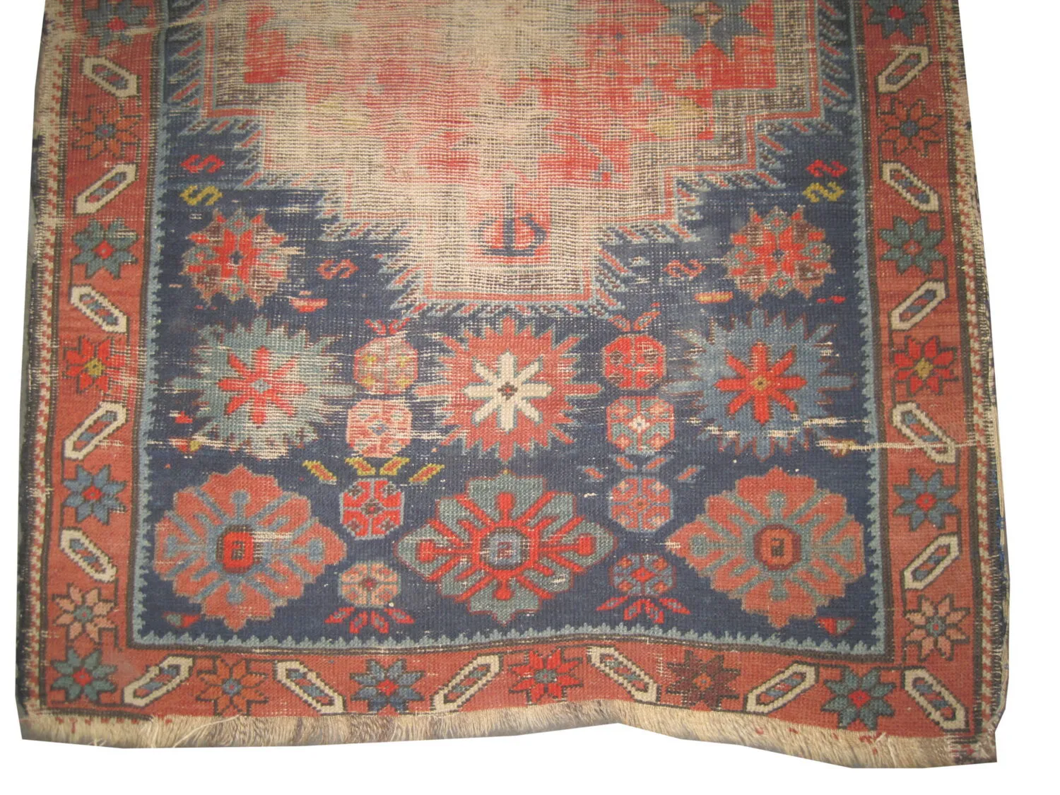 Chajli Caucasian - Image 3