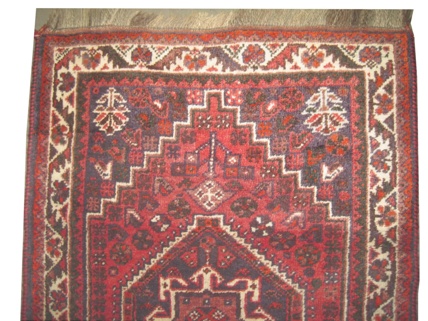 Shiraz Persian - Image 2