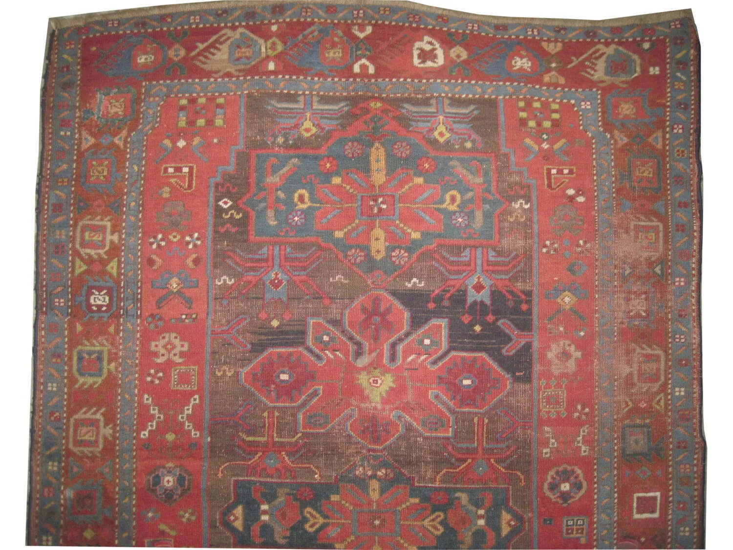 Kouba Caucasian - Image 3