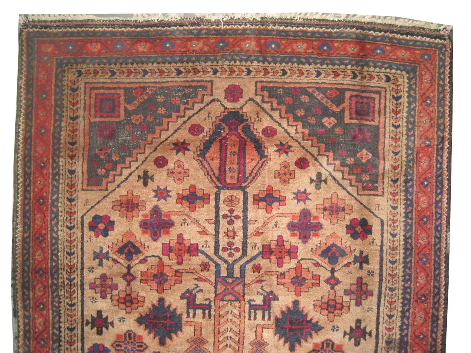 Belutsch Persian - Image 3