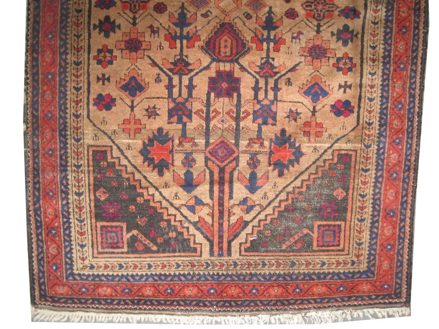 Belutsch Persian - Image 2