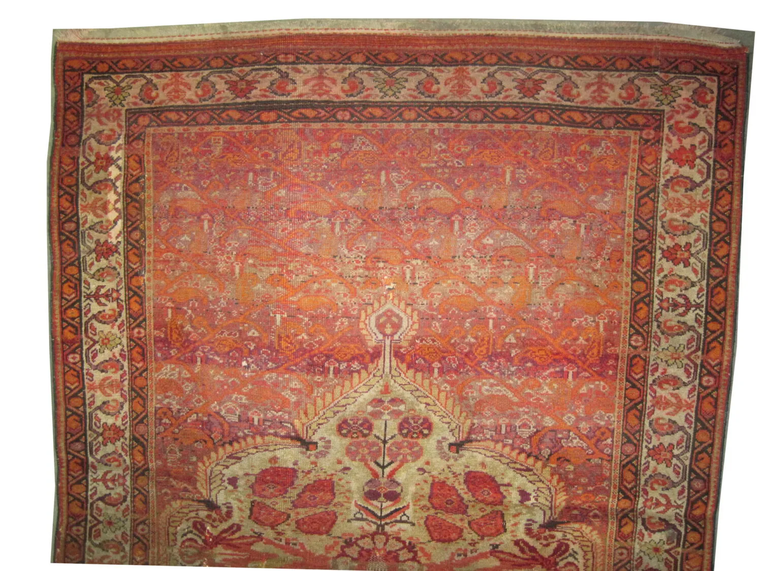 Malaier Persian - Image 2