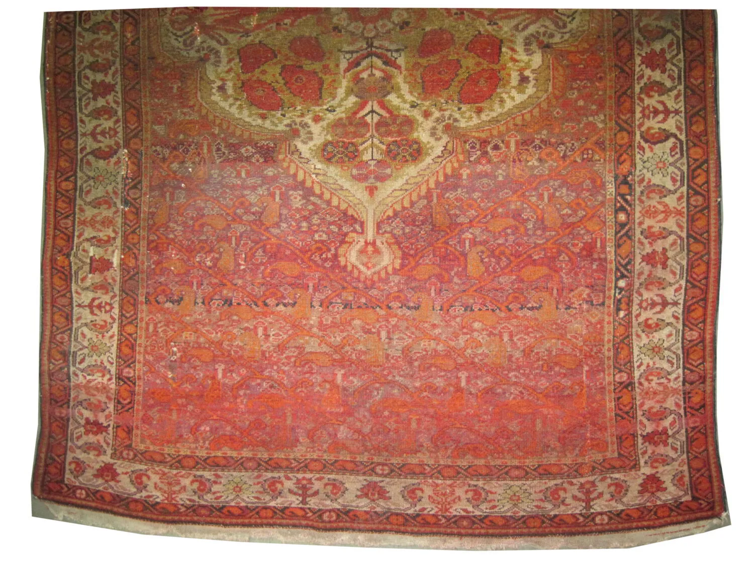 Malaier Persian - Image 3