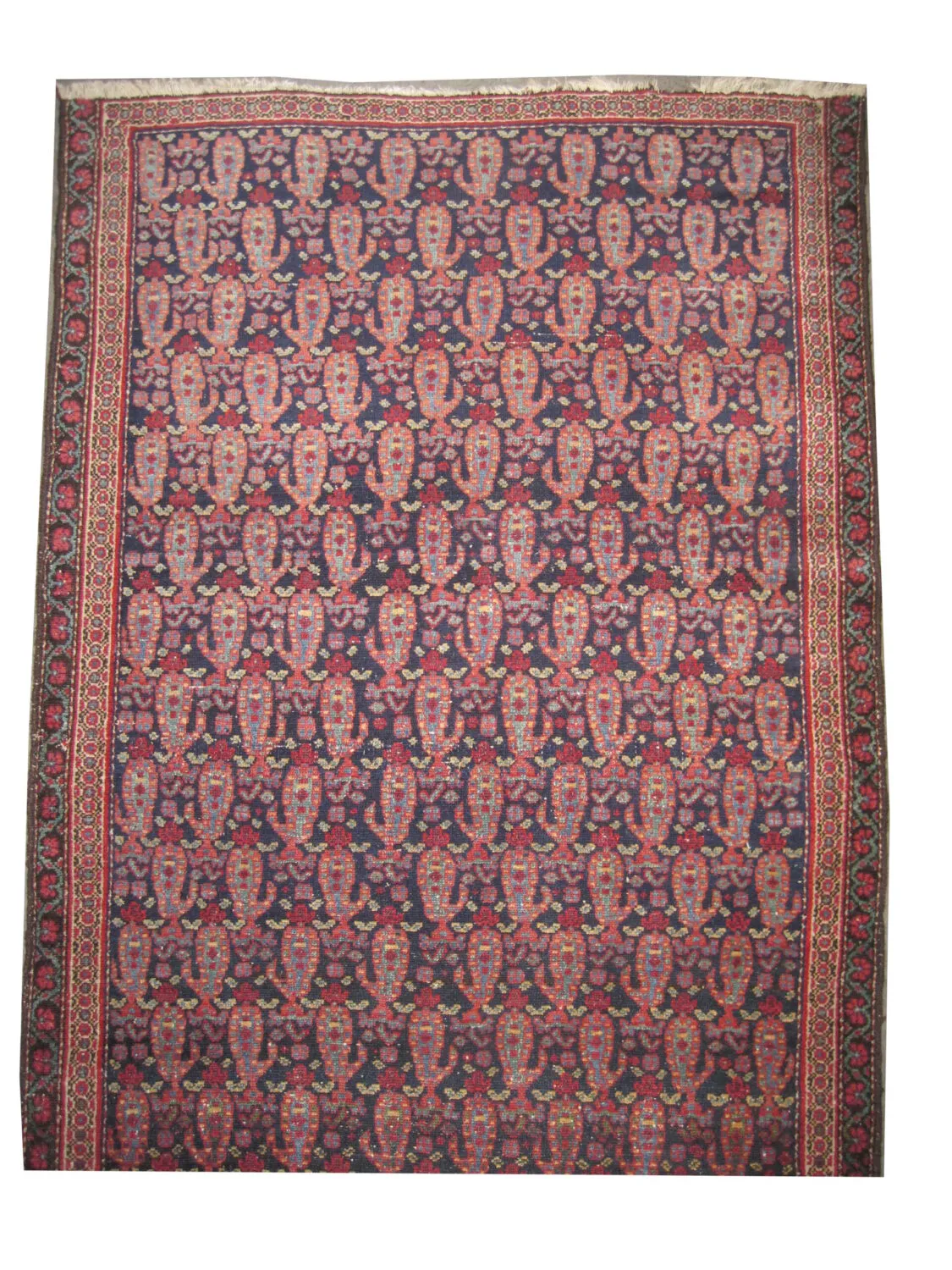 Malaier Persian - Image 2