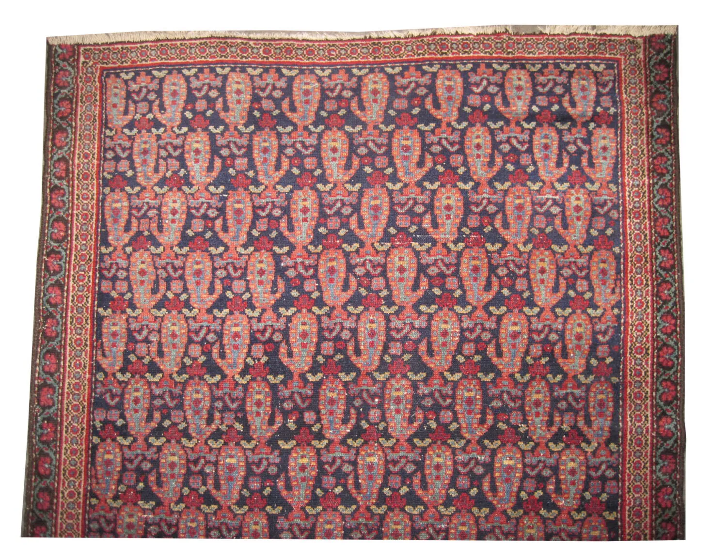 Malaier Persian - Image 3