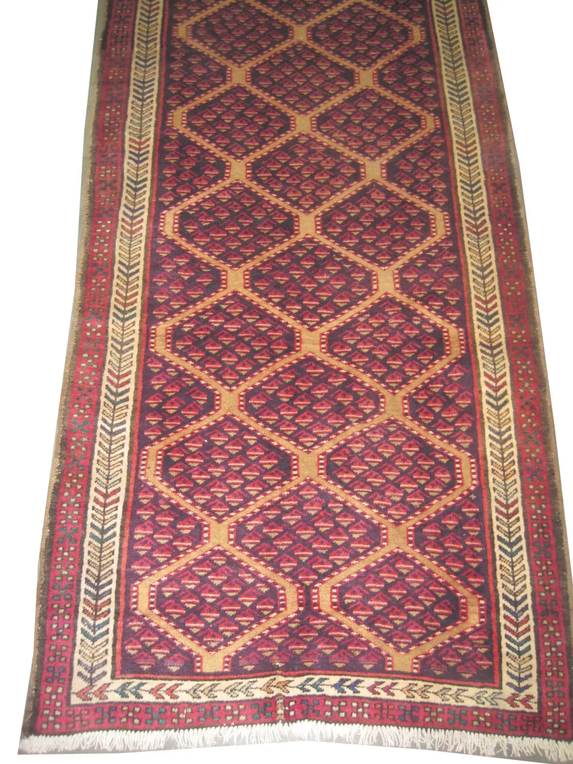 Meshgin Persian - Image 2